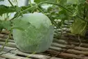 Ash Gourd (బూడిద గుమ్మడికాయ) – image 1