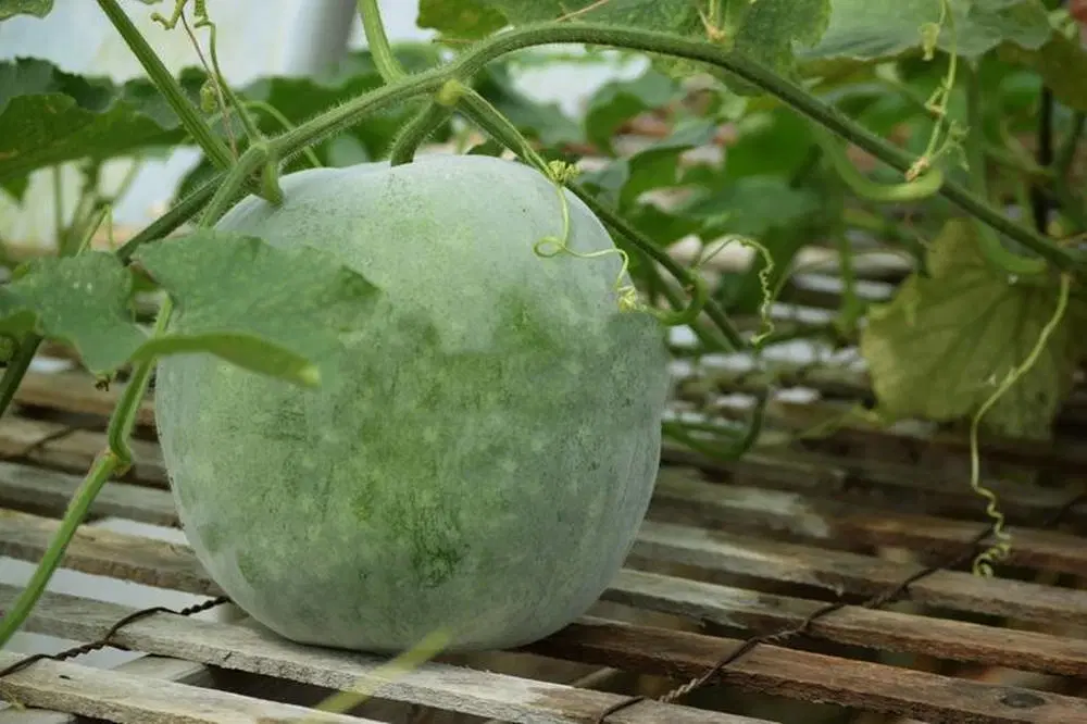Ash Gourd (బూడిద గుమ్మడికాయ)