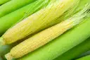 Baby Corn – image 1