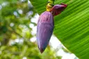 Banana Flower – image 1