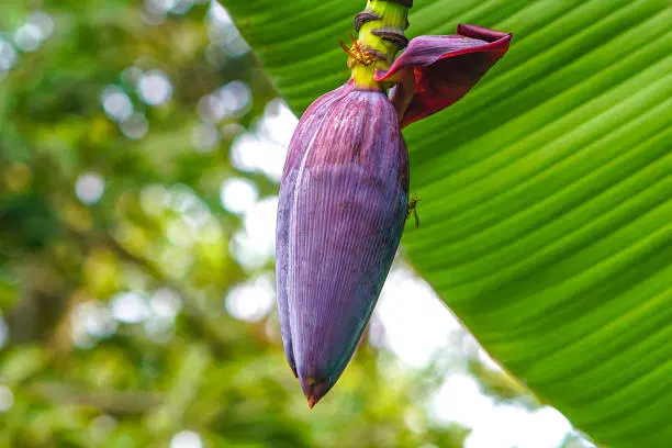 Banana Flower