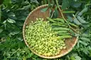 Beans - Broad (చిక్కుడుకాయలు) – image 1