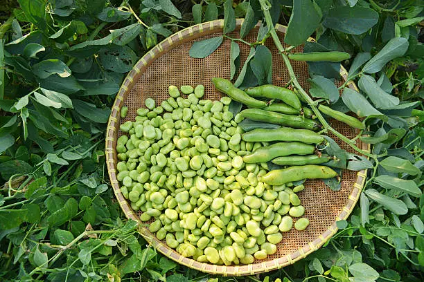 Beans - Broad (చిక్కుడుకాయలు)