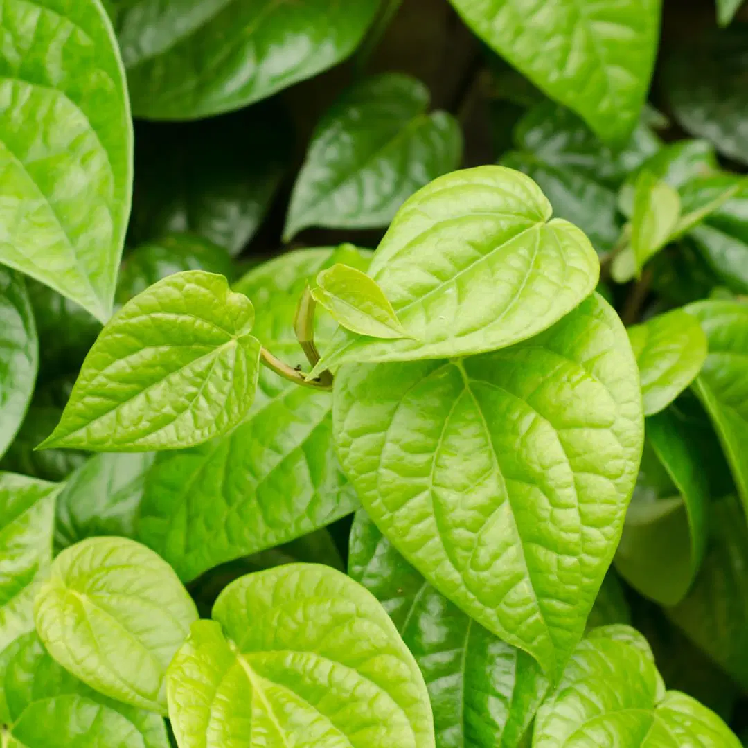 Betel Leaf (తమలపాకు)