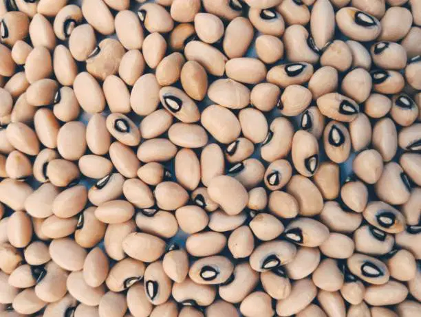 Chawli/Black eyed Pea Dal or Cowpea Dal/Alasanda Pappu/Bobbarlu