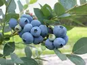 Blueberry – image 1