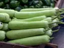 Bottle Gourd (సొరకాయ) – image 1