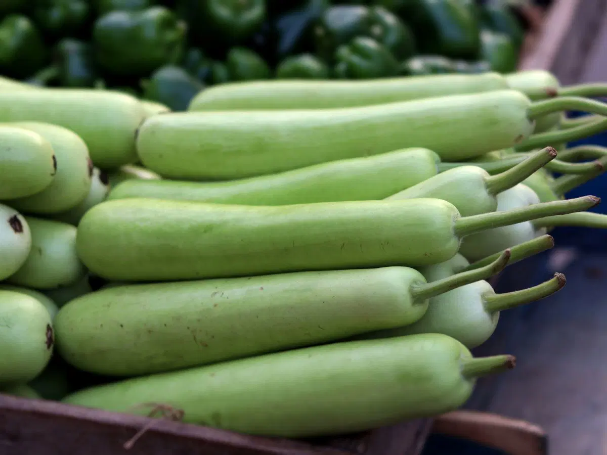 Bottle Gourd (సొరకాయ)