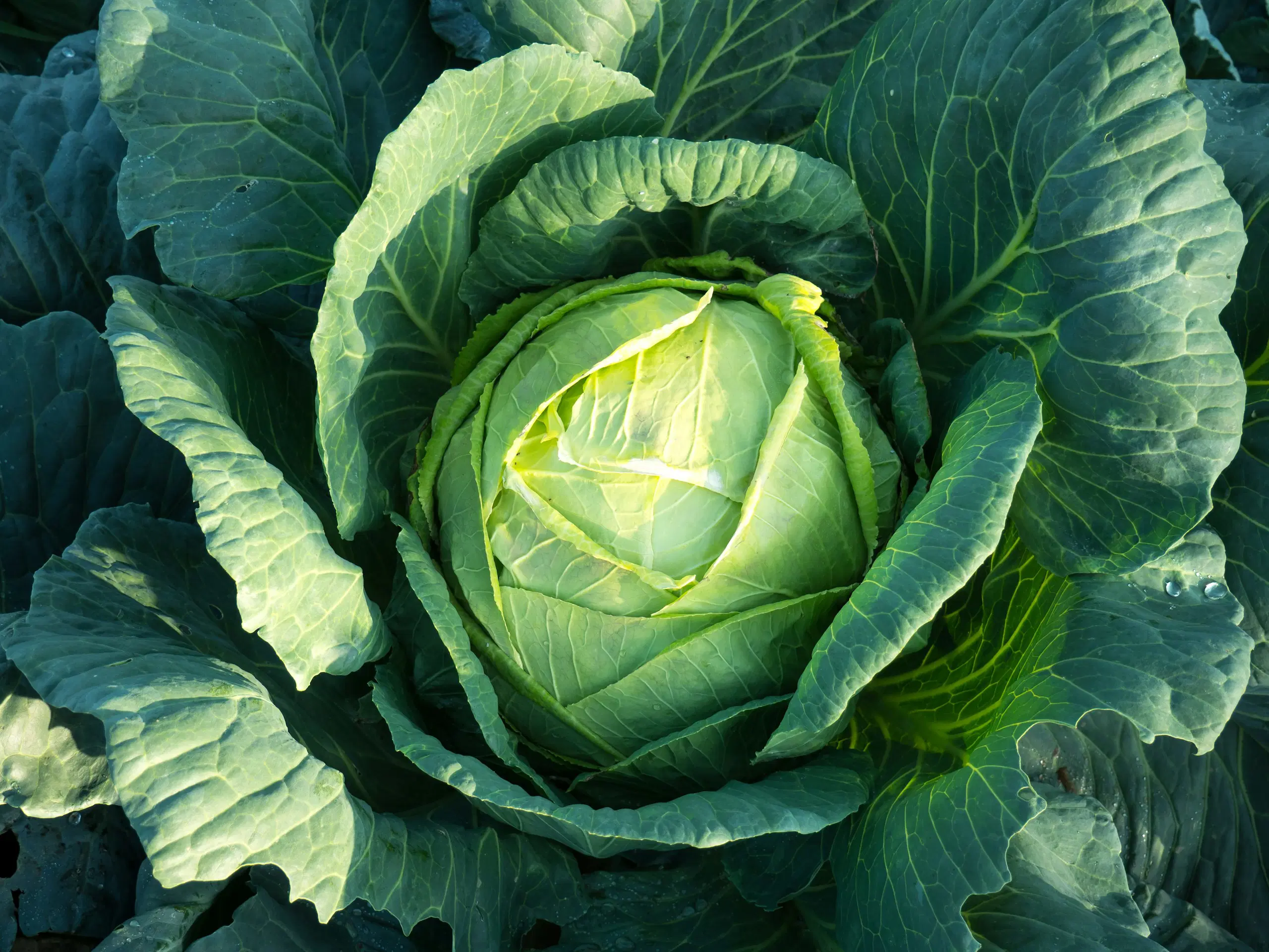 Cabbage (క్యాబేజీ)
