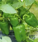 Capsicum - Green – image 1