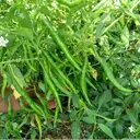Green Chilli (పచ్చి మిర్చి) – image 1