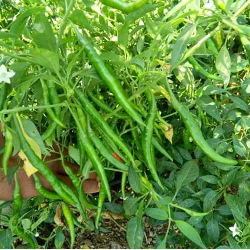 Green Chilli (పచ్చి మిర్చి)