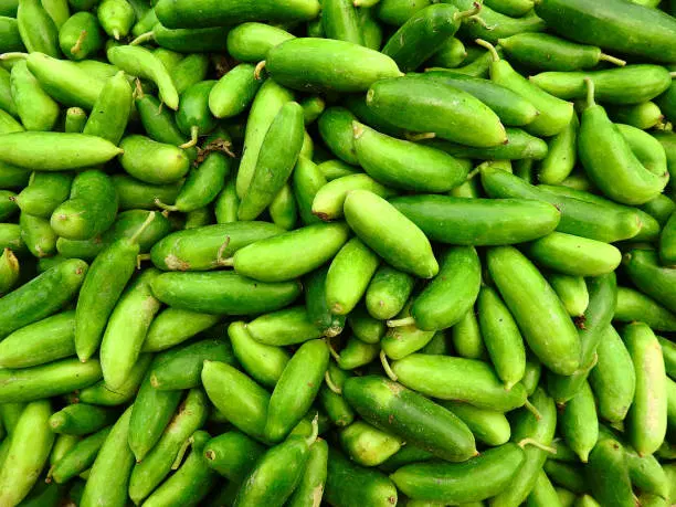 Coccinia (దొండకాయ)