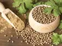 Coriander (Dhaniyalu) – image 1