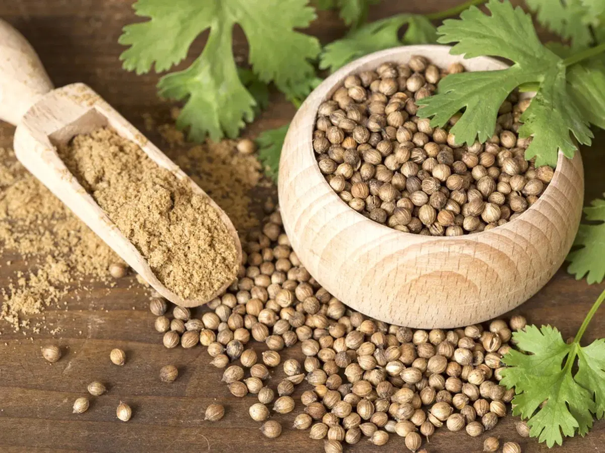 Coriander (Dhaniyalu)