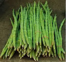 Drumstick (మునగ)