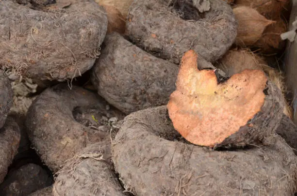 Elephant foot Yam