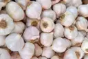Garlic (వెల్లుల్లి) – image 1