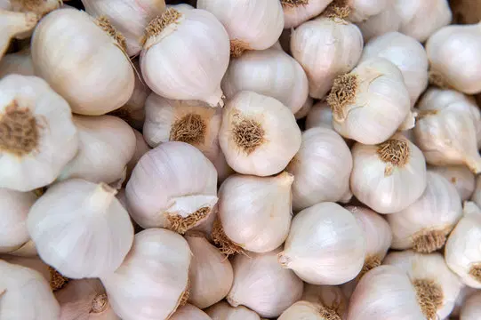 Garlic (వెల్లుల్లి)