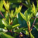 Gongura Leaves – image 1