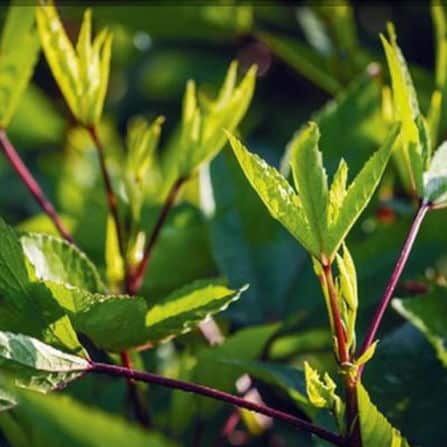 Gongura Leaves