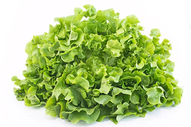 Lettuce (Pālakūra)
