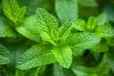 Mint Leaves (Pudina)(పుదీనా) – image 1