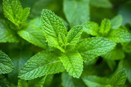 Mint Leaves (Pudina)(పుదీనా)