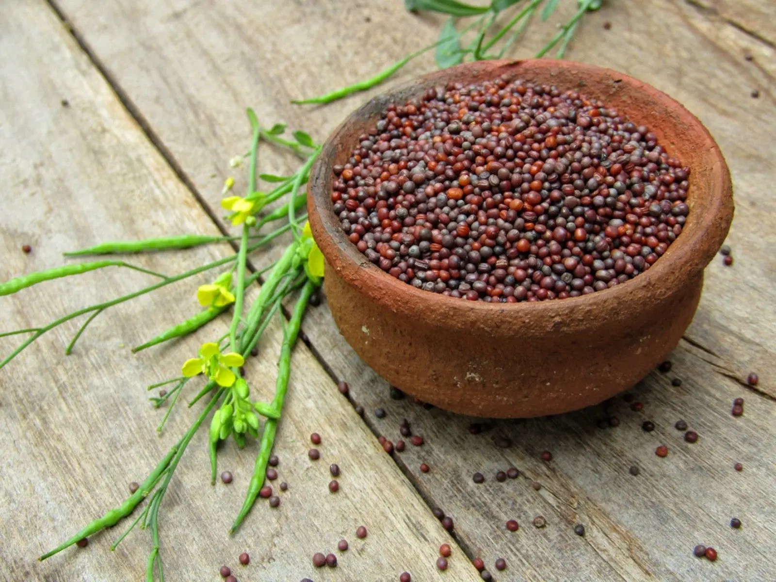 Mustard  ఆవాలు (aavaalu)