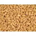 Gehu/Wheat/Godhumalu – image 1
