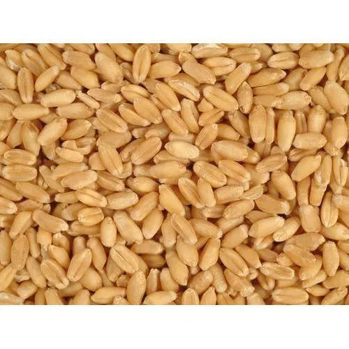 Gehu/Wheat/Godhumalu