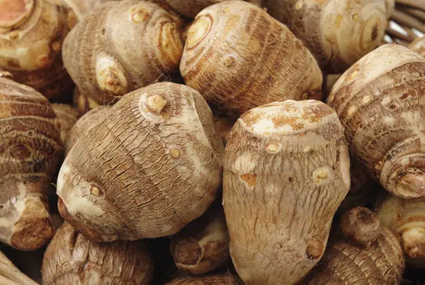 Syama dumpa (చామ దుంప) KG