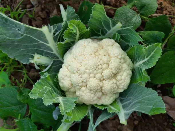cauliflower( కాలీఫ్లవర్ )
