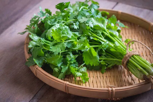 coriander leaves (కొత్తిమీర)