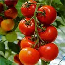 Desi tomato (టమోటా) – image 1