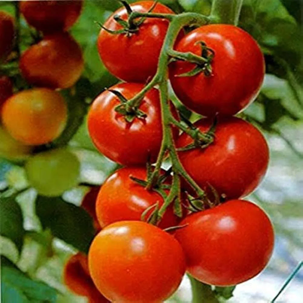 Desi tomato (టమోటా)
