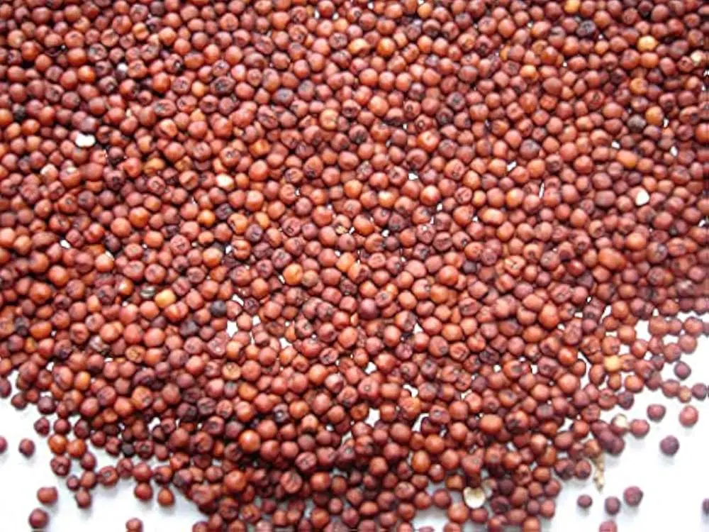Ragulu (Finger Millet or Ragi)