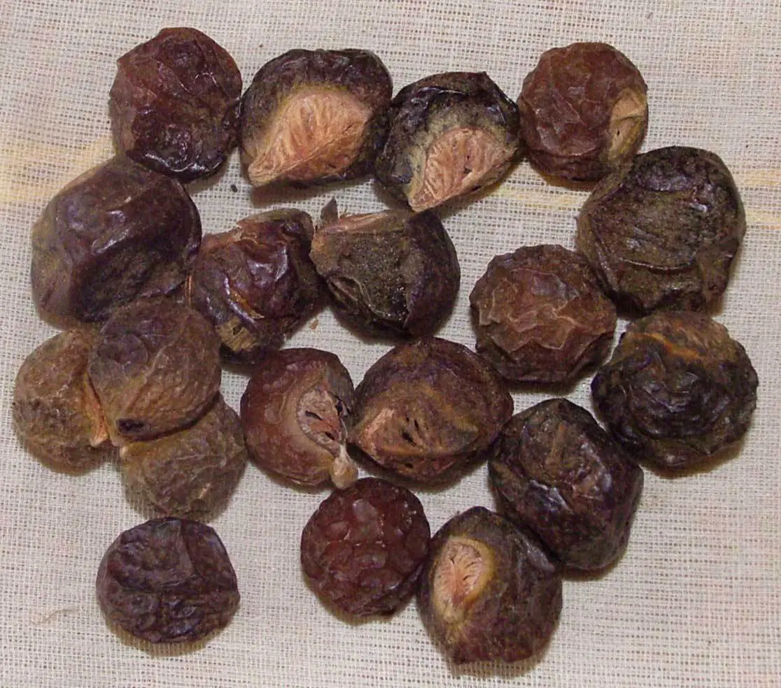 Kunkudukayalu (కుంకుడుకాయలు)