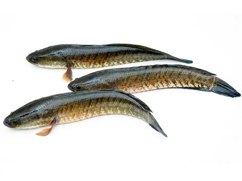Snakehead fish (Murrel)/Korameenu / Koramatta / Korramattu/Murrai