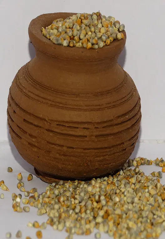 Sajjalu (Pearl Millet or Bajra)