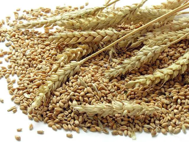 Gehu/Wheat/Godhumalu