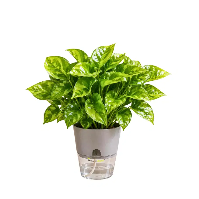 Money Plant 