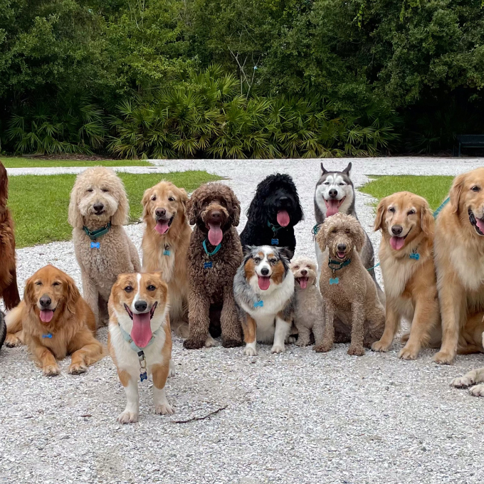 Dogs