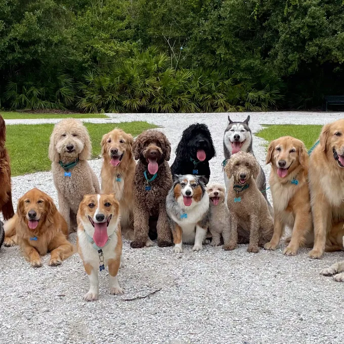 Dogs