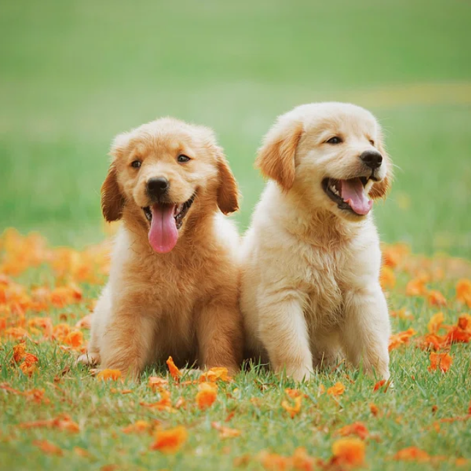 Puppys