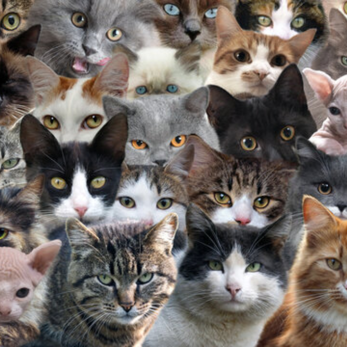 Cats