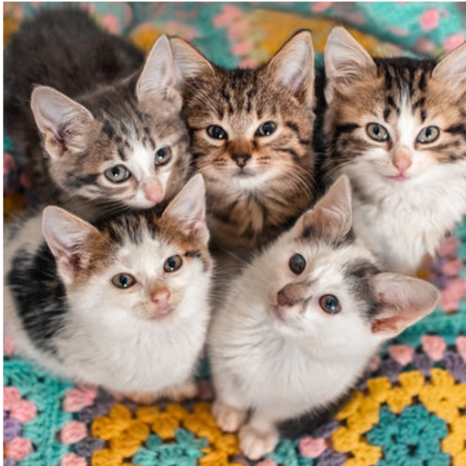 Kittens