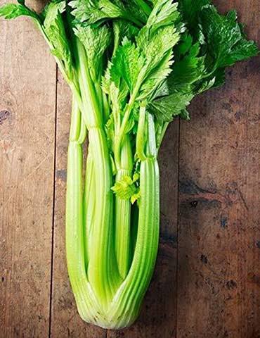 CELLARI GREEN 