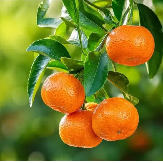 Mandrain orange 