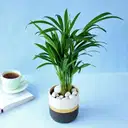 Areca Palm Plant in Dual Tone Planter – image 1